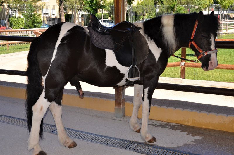 PARQUE EUROPA-2010/2015/2021-MADRID - Paseando por España-1991/2017 (37)