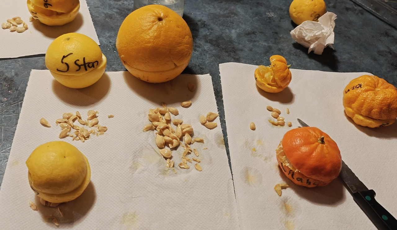Citrus seeded Part2