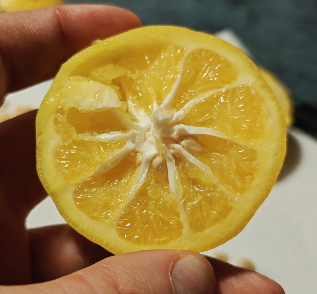 Citrus Starocco10