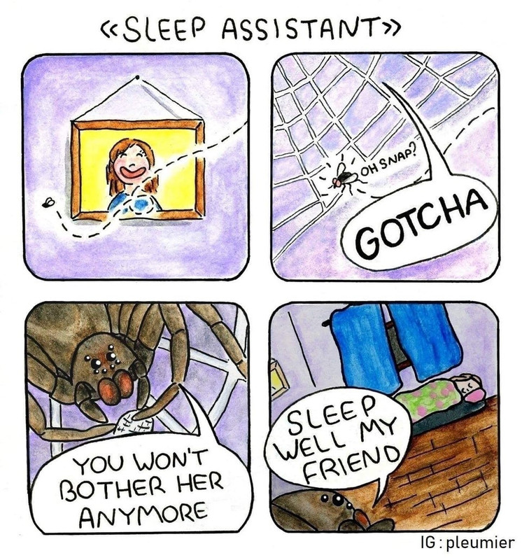 spider.jpg