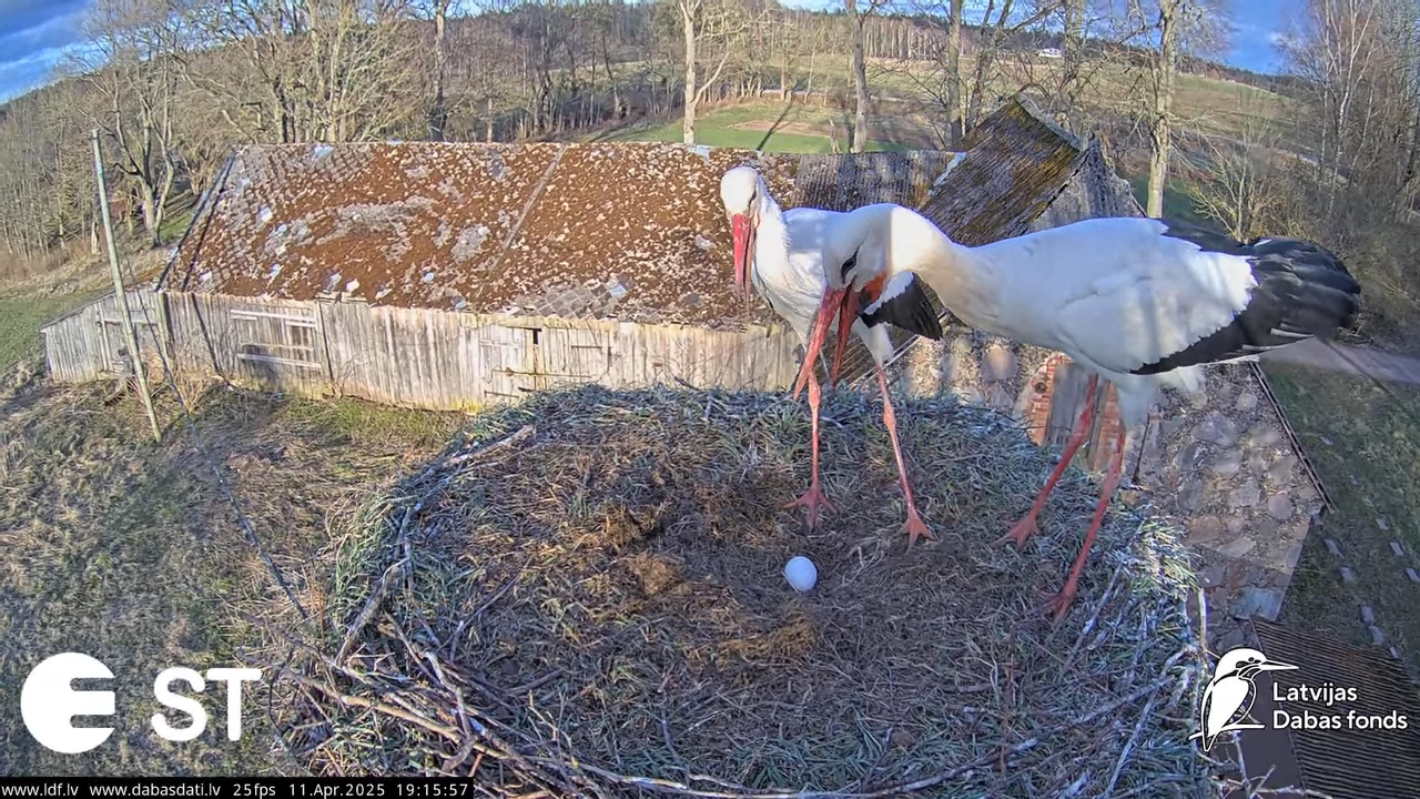 (42) Baltie stārķi (Ciconia ciconia) Tukuma novadā __ White storks in Tukums, Latvia - YouTube - 982