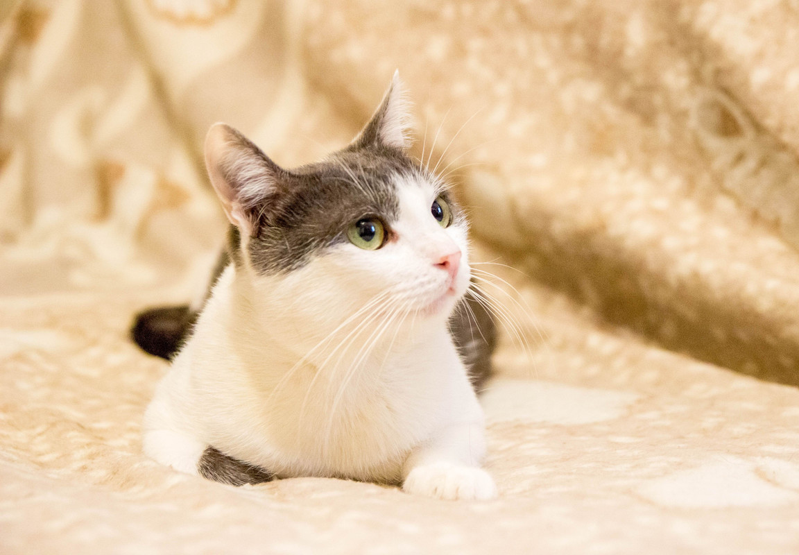 бело-серая-1-14