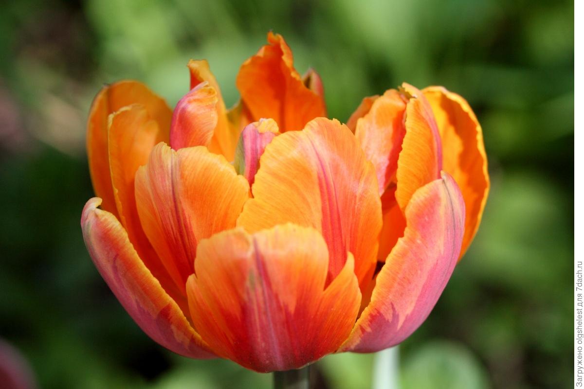 Тайны цветка тюльпана влияние окраски на эмоции