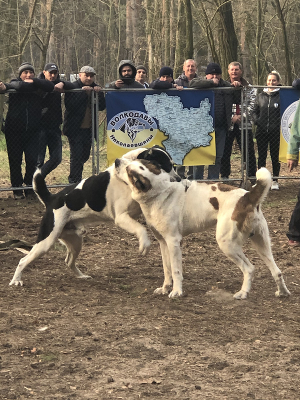 258BA252-F641-4EF1-BD2E-7631F53233AF