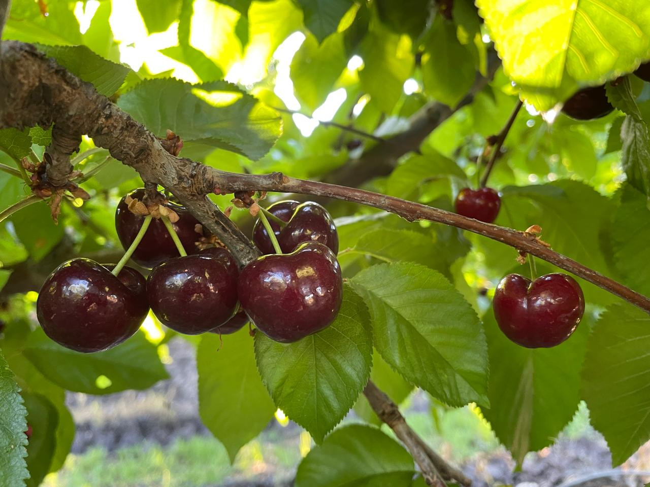 Asesoría poscosecha 2