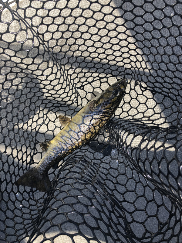 B5267D7E-FCDA-44A3-8727-F907C28C4414