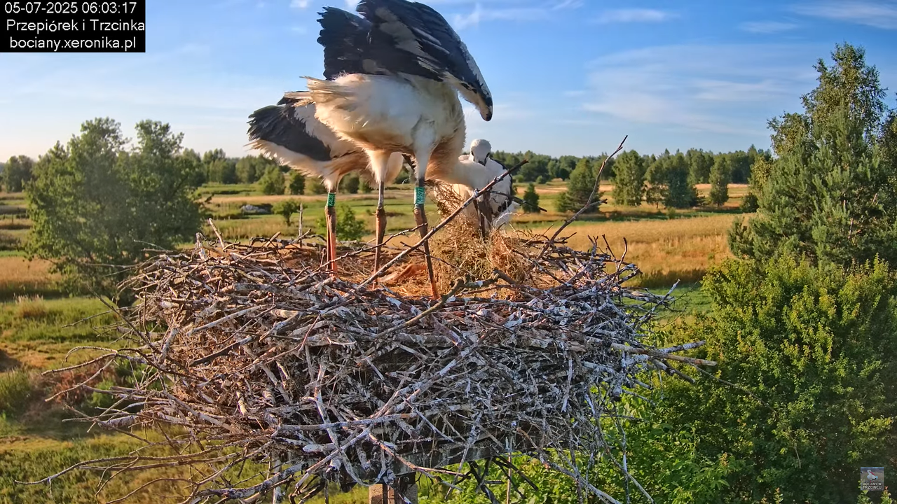 05072025bociany15
