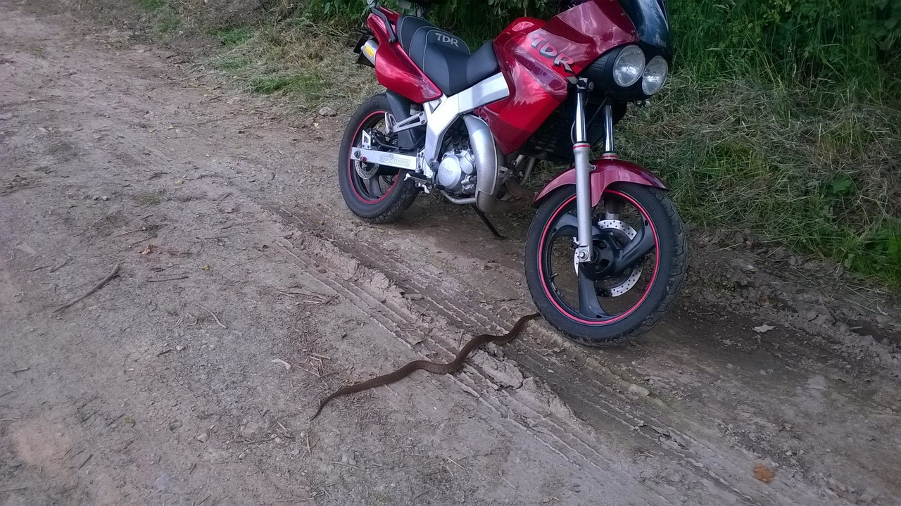 WP_20180602_001 (Copier)