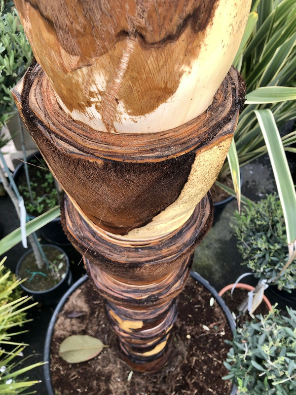 CAAE8357-5F55-4A24-8A2F-10192445C9A1