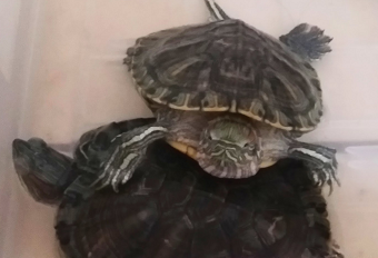 https://i.postimg.cc/jdsFjZNc/tortugas.png