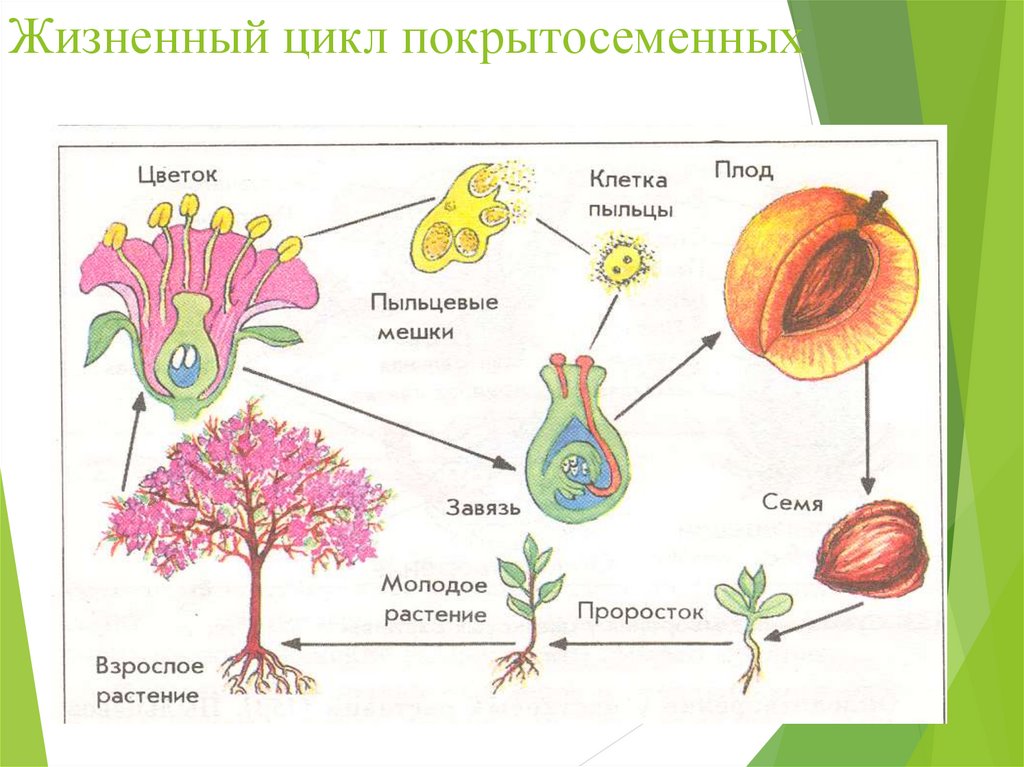 Отдел Порытосемянные - Биология - Презентации - 7 класс