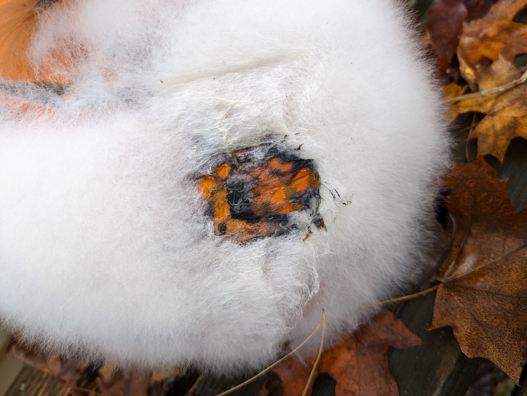 PXL_20221025_205219025.MP