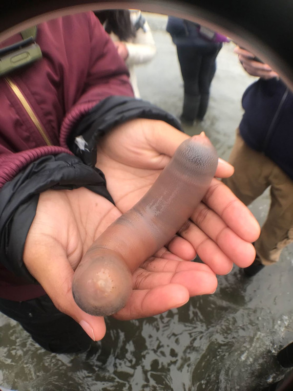 191214212045-penis-fish-file
