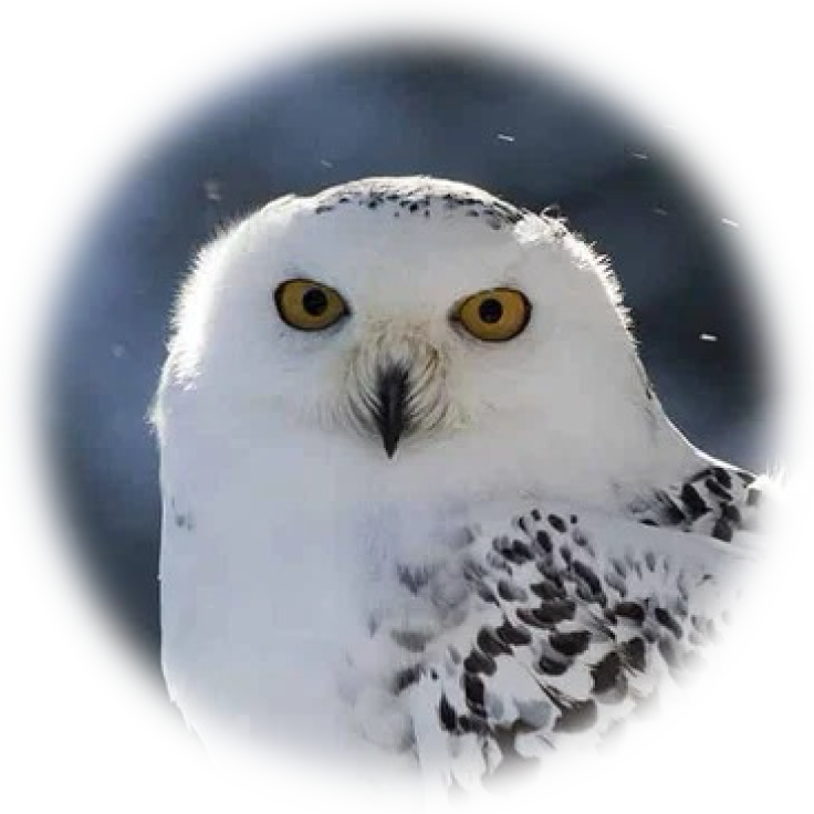 snowy owl