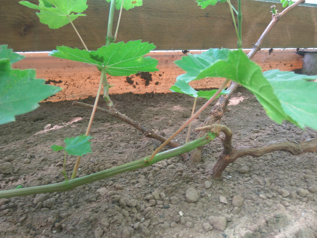 Сеянец Волкова 10-3-76 (фото от 11.07.2018)