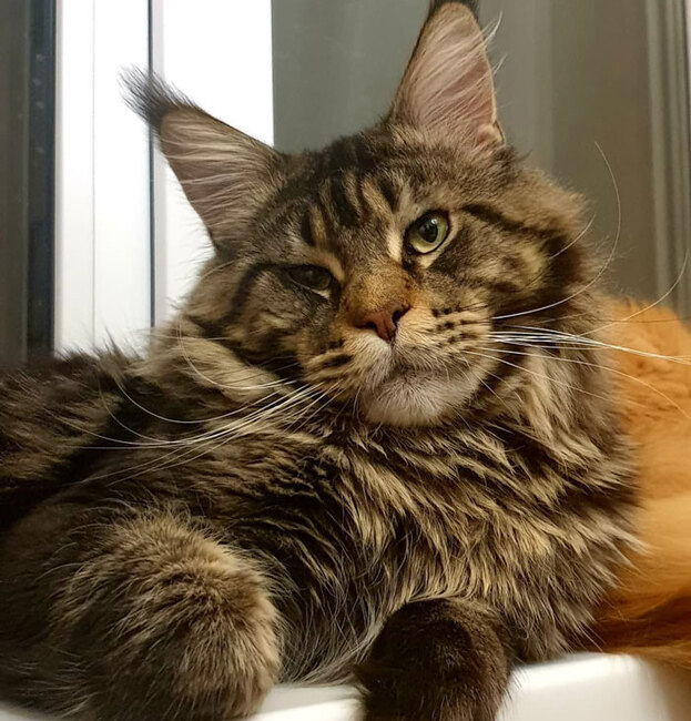 BPMaine-Coonbiggest-cat-breed-700.jpg