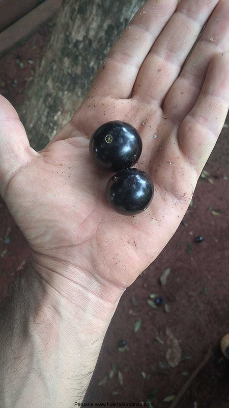 Huertasurbanas_com-6.jpeg-20220921_111617Peruana