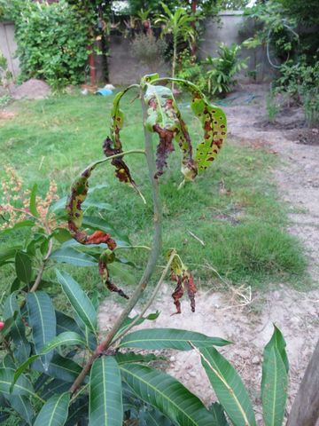 IMG_1240-mango