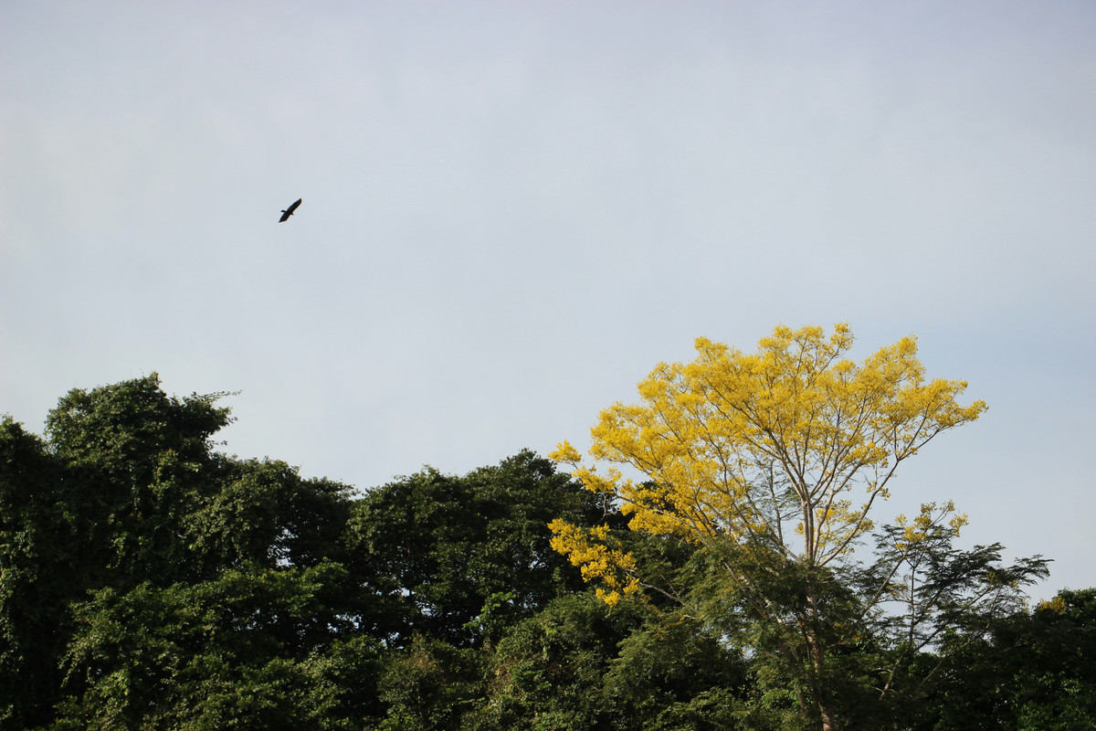 
							Amazon Jungle Trek