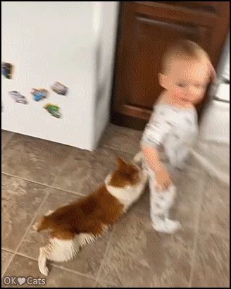 Funny-Cat-GIF-Clever-cat-using-a-little-human-as-vehicle-Go-to-the-kitchen-cat-gifs-com.gif