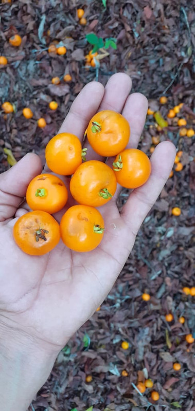 WhatsApp Image 2020-11-25 at 00.21.40 (2)