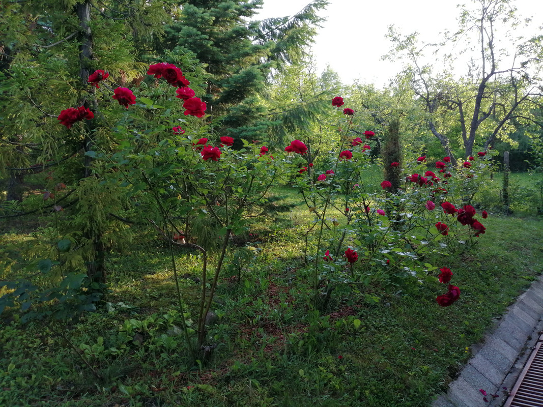 IMG_20190615_194103