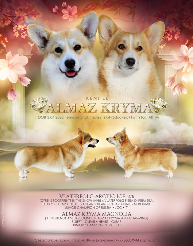 Мэгги айс  презент