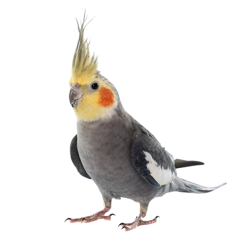 calopsita-380-0-orig-removebg-preview.png
