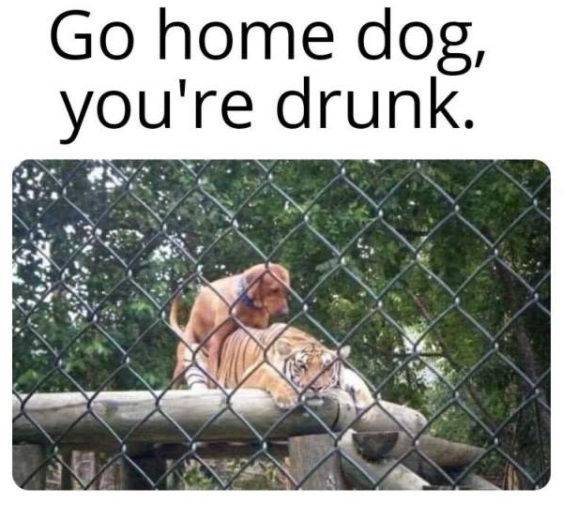 drunk-dog.jpg