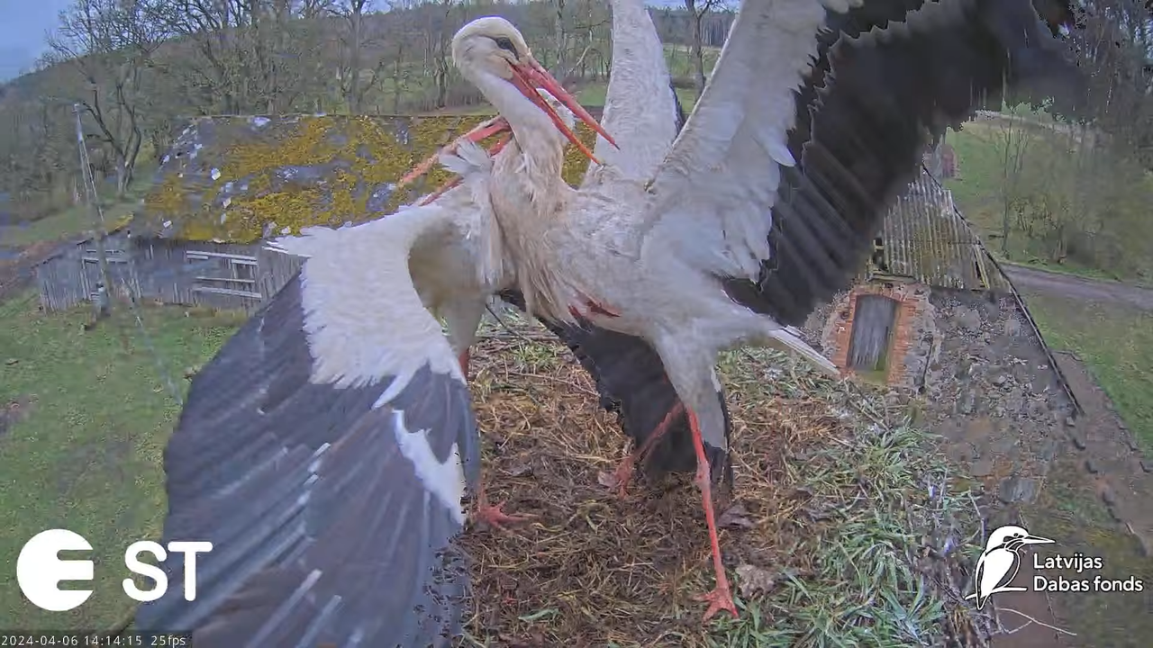 Baltie stārķi (Ciconia ciconia) Tukuma novadā - LDF tiešraide __ White storks in Tukums, Latvia 17-1