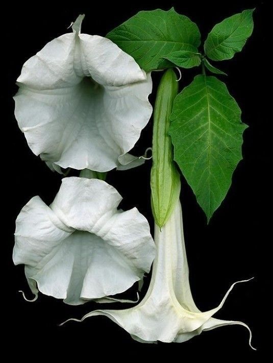 Plantus botanicus 5