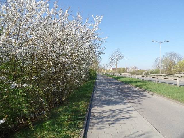 [Image: SAM-2017.jpg]