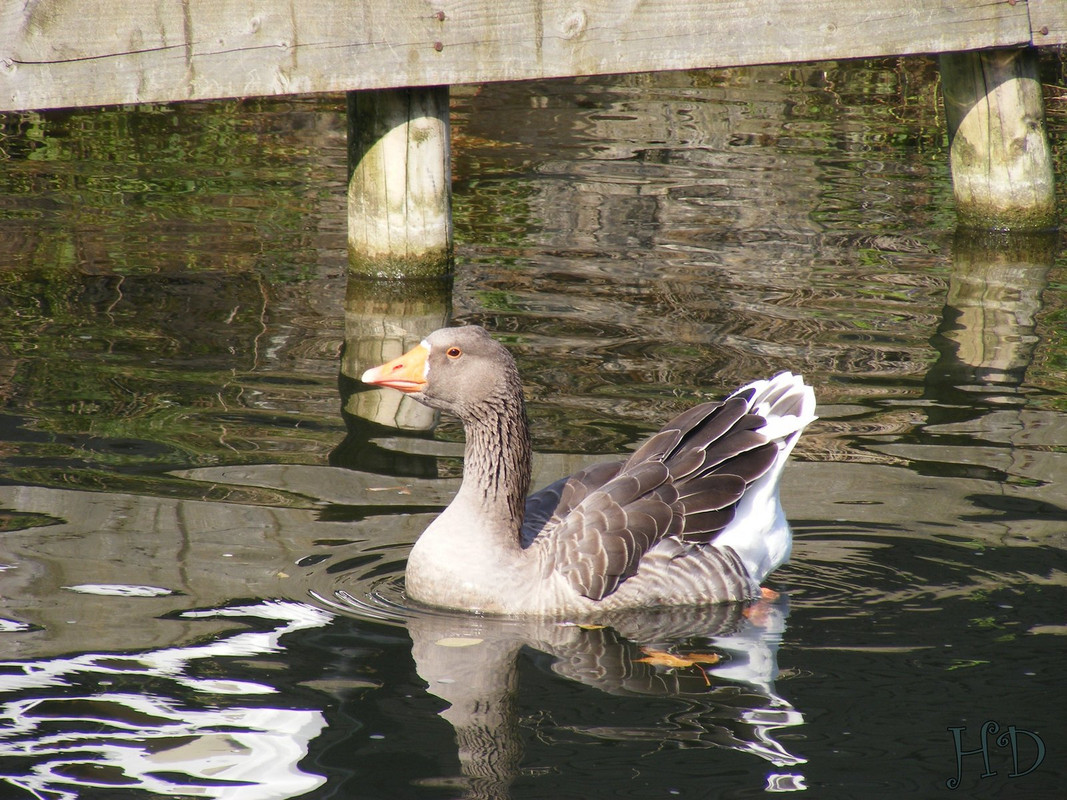 goose-HD.jpg