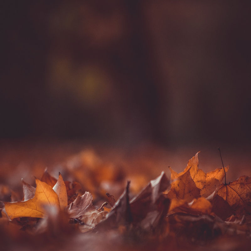 autumncoffee-mm-paper08