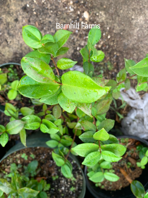 503401CE-C34F-4114-8AE0-3EBCDEDBBAE8