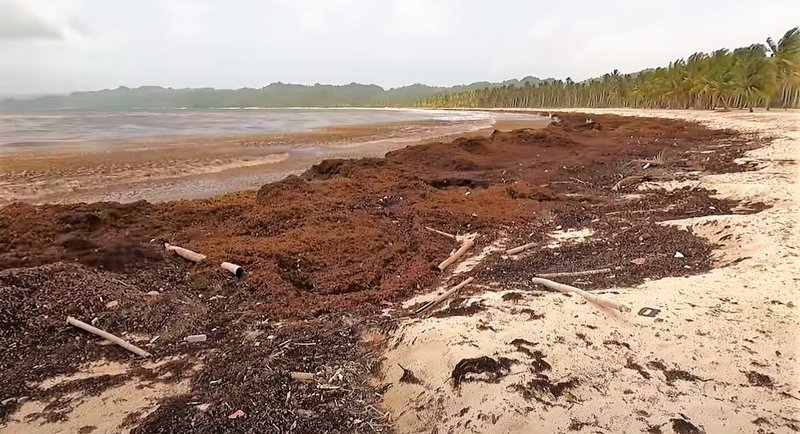 Algas (Sargazo) en playas de Punta Cana y Rep. Dominicana