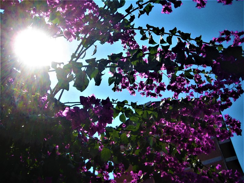 VILA-REAL-25-7-2011 - Portugal y sus pueblos-1996/2024 (4)