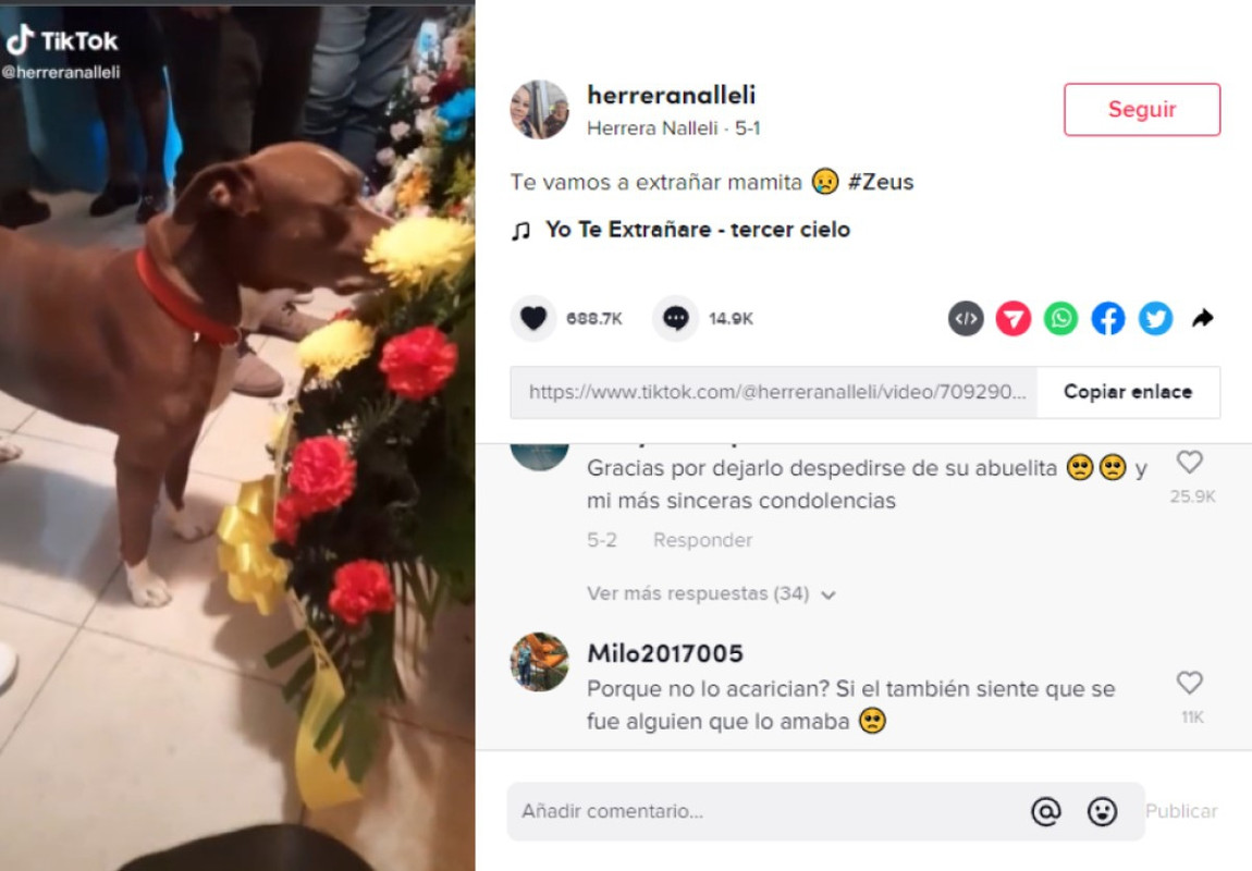 Perrito se despide de su dueña fallecida y llora en su funeral