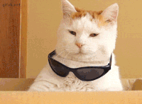 3330fd236463c0aabd122b43100d738f-w200.gif
