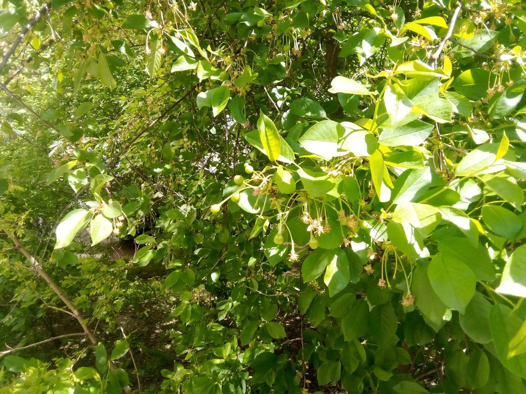 photo_2025-05-01 7.35.50 пп