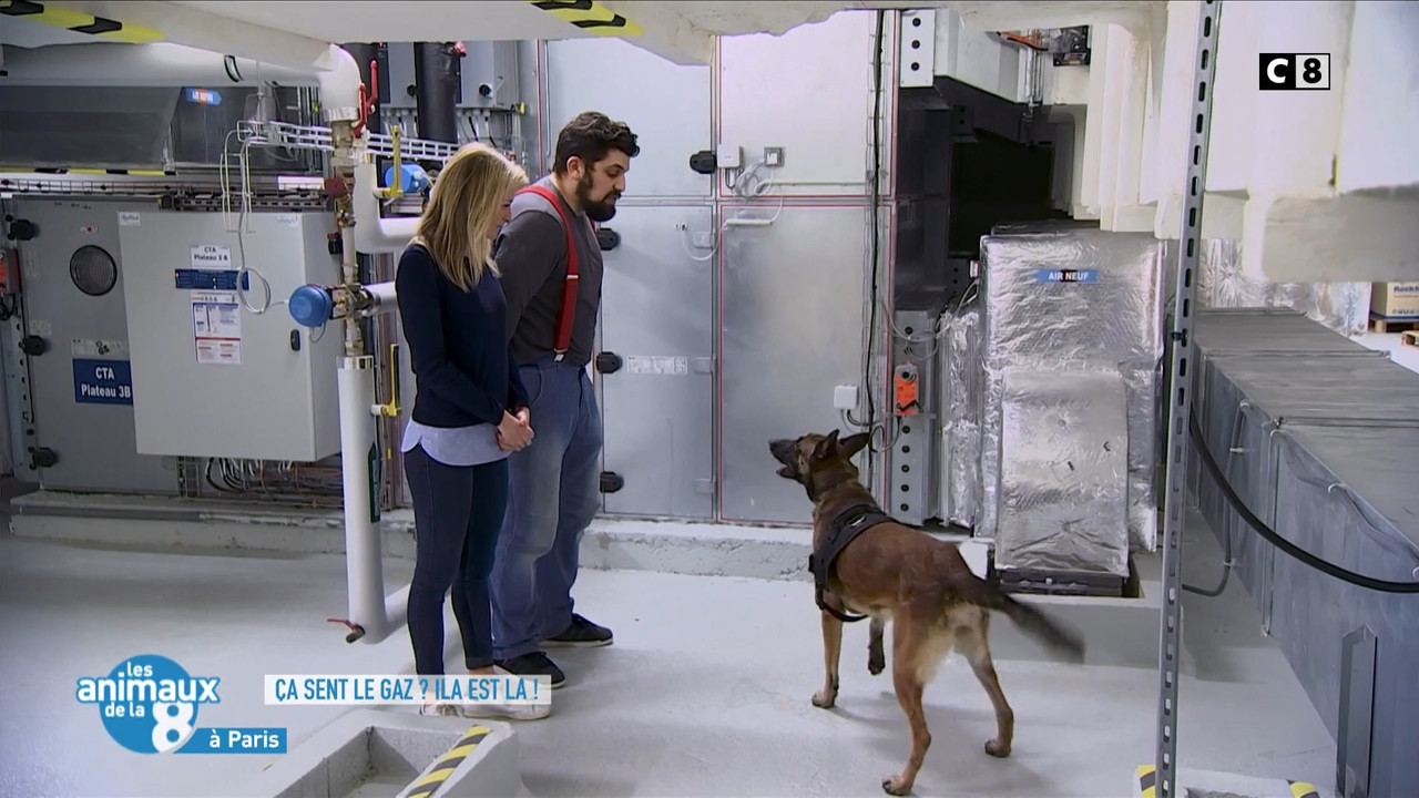 2020-04-27_08_45_C8_Les-animaux-de-la-8.mp4_snapshot_01.10.40_[2020.05.08_17.02.25]