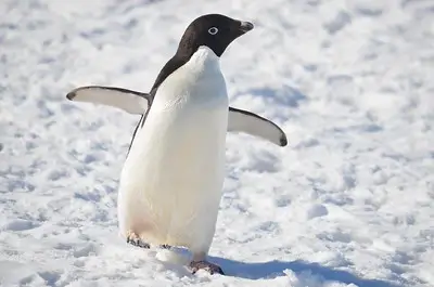 Adelie penguin