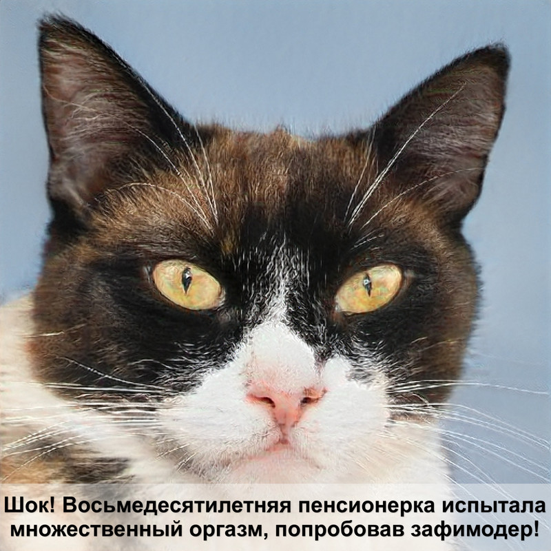 порода кошек с короткими лапами и большими глазами