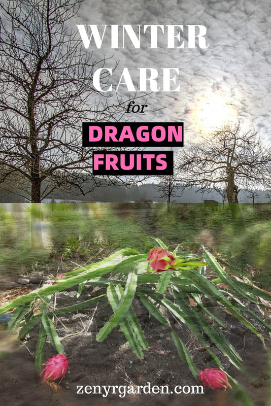 winter-care-tips-for-dragon-fruits.jpg