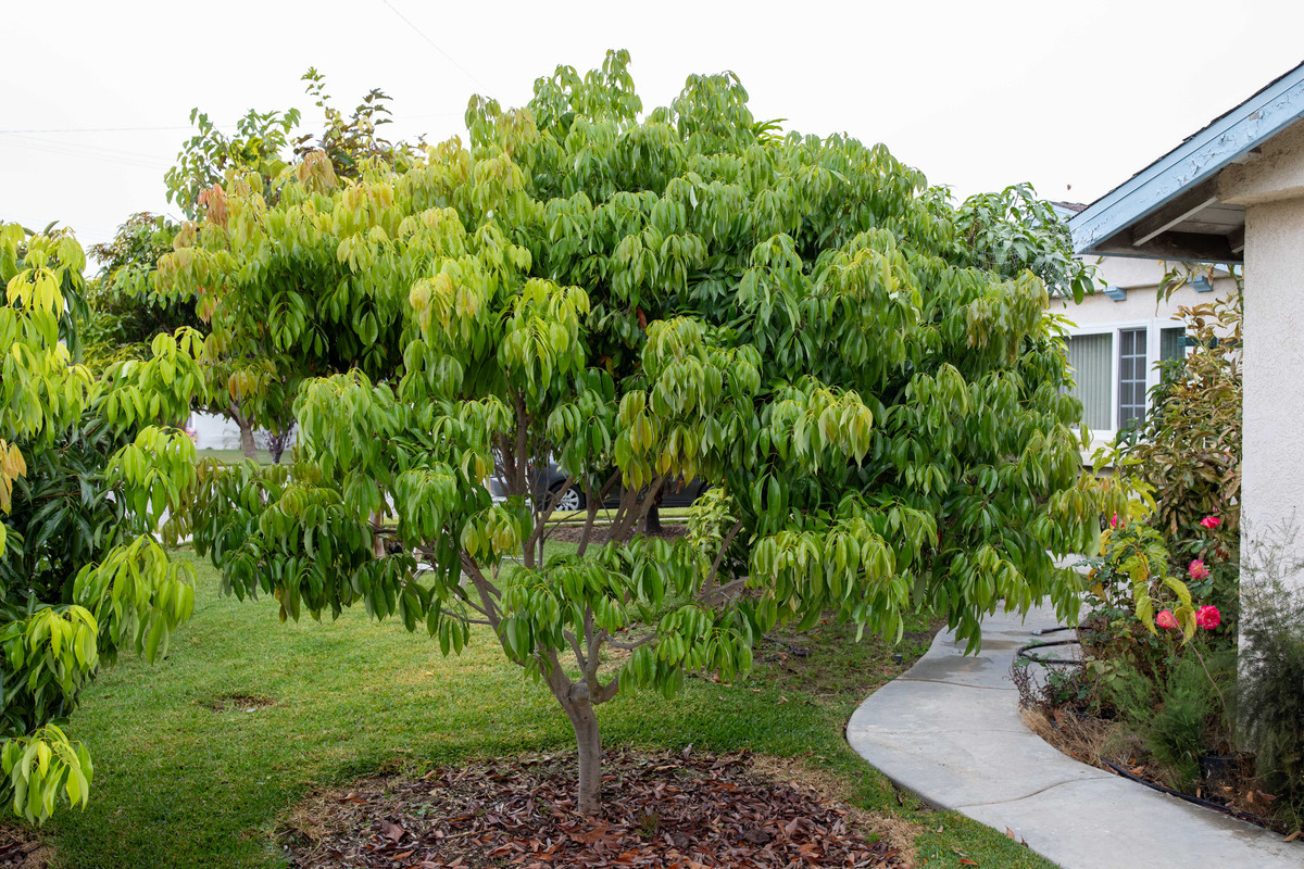 8U1A7047  Brewster Lychee Tree after Flush (10-25-2024)