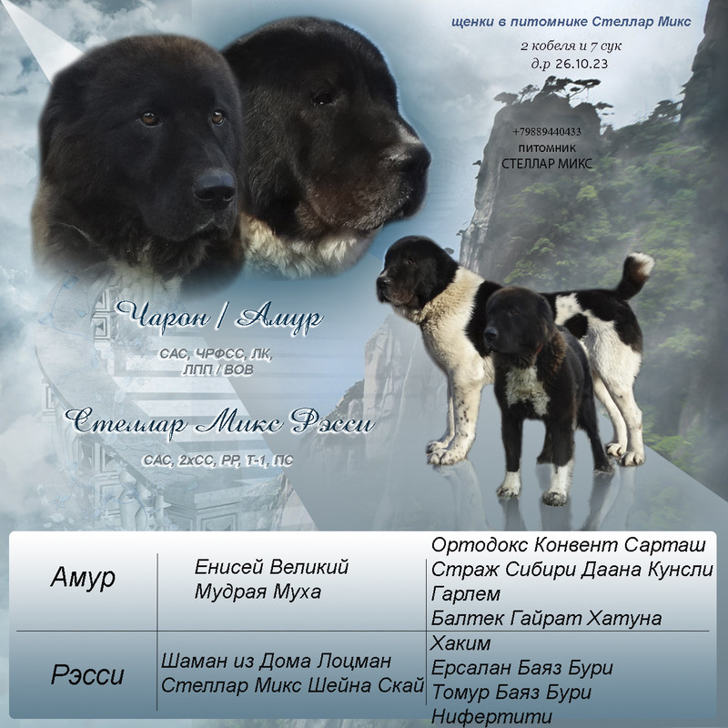 Амур  Рэсси