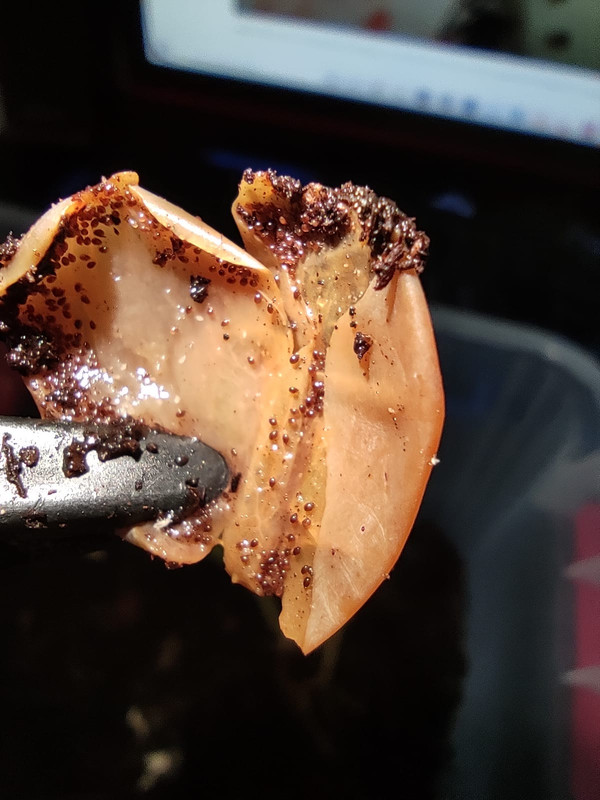 WhatsApp Image 2020-09-25 at 21.29.52(2)