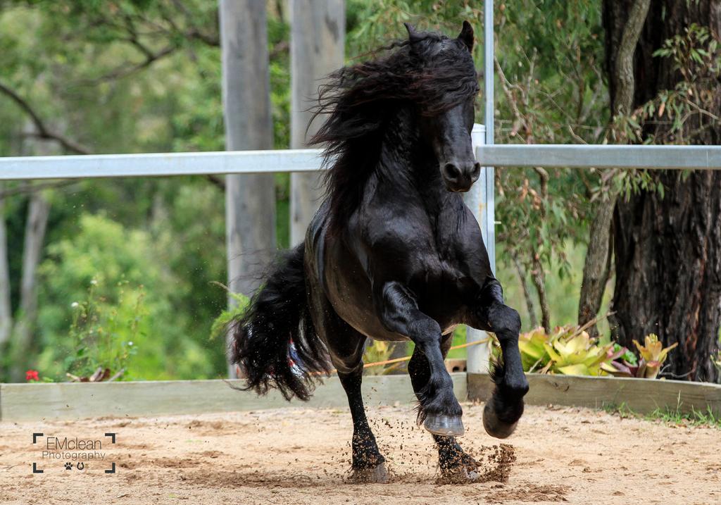friesian-stallion-stock-15-by-xxmysterystockxx-d9apg7b-fullview.jpg