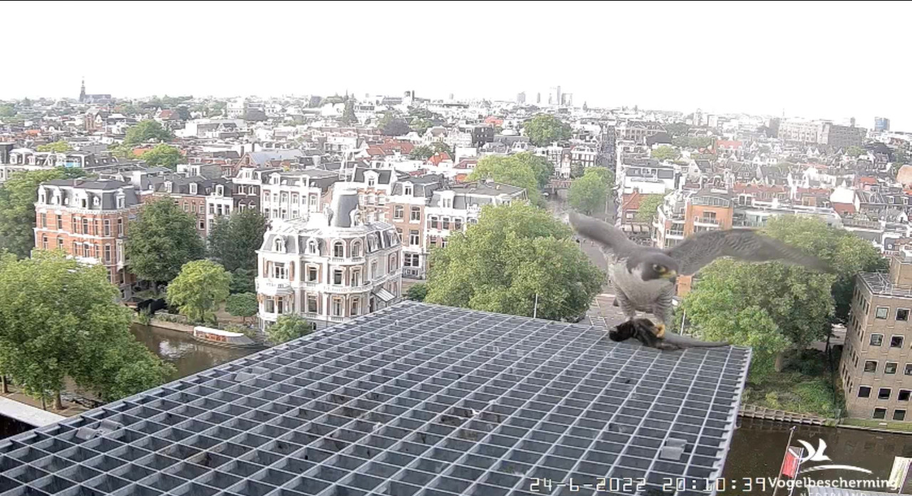 Amsterdam/Rijksmuseum screenshots © Beleef de Lente/Vogelbescherming Nederland - Pagina 32 Video-2022-06-24-201601-Moment-5