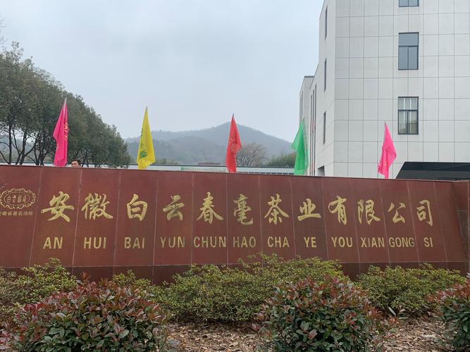 Baiyun Chunhao: The Silver-Tipped Elixir of Anhui’s Spring Mist Baiyun Chunhao: The Silver-Tipped Elixir of Anhui’s Spring Mist